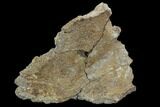 Triceratops Frill Section - Montana #106133-1